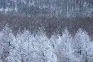 Romsilva scoate la vânzare peste 16.000 de pomi de Crăciun